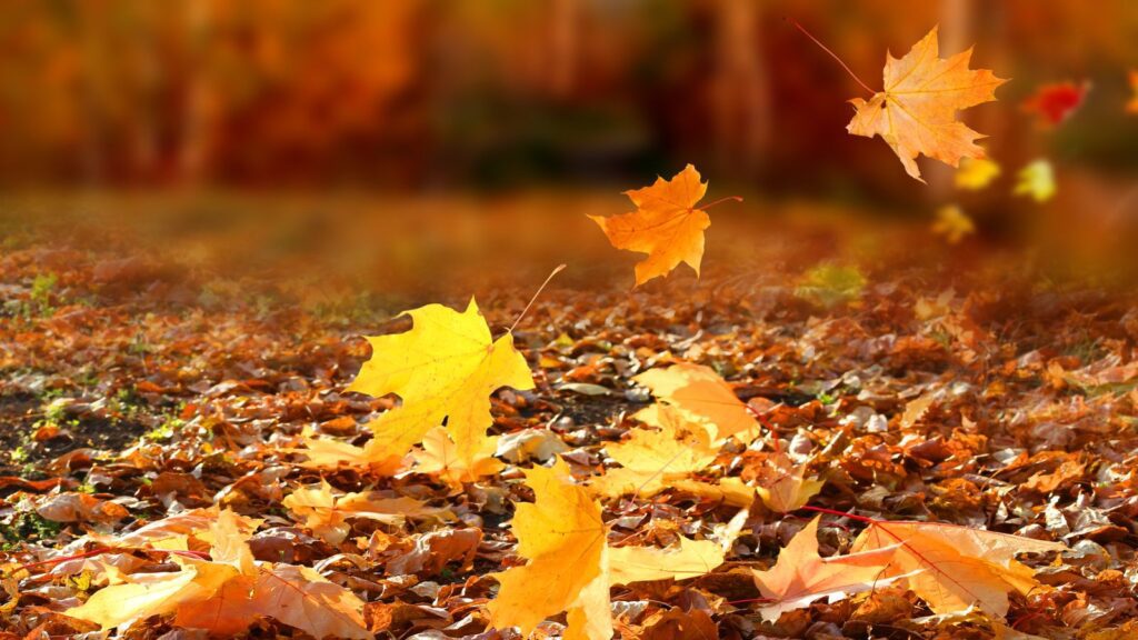 fall leaf clean up