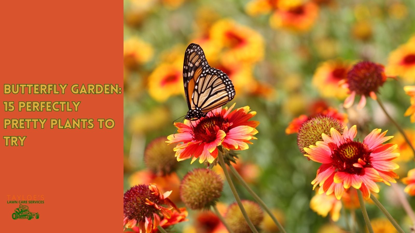 Butterfly garden 15 plants to try | Tayloes Lawn Care Services