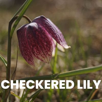 checkered lily