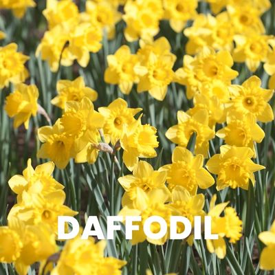 daffodils flower bulbs