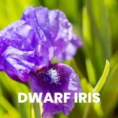 flower bulbs dwarf iris