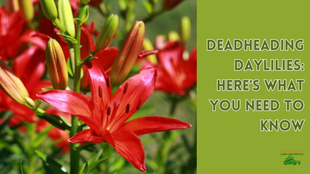 deadheading daylilies