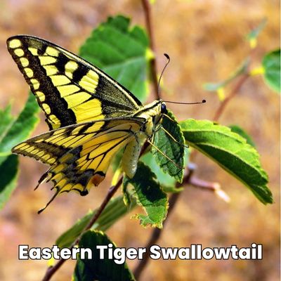 eastern tiger swallowtail Papilio glaucus