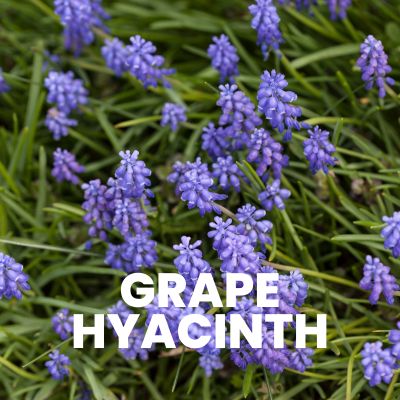 grape hyacinth