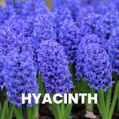 flower bulbs hyacinth