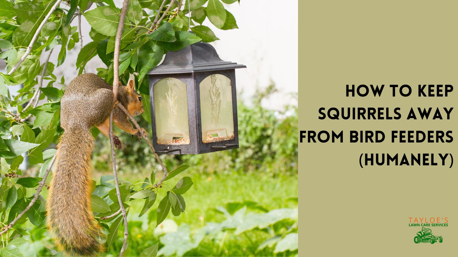 Squirrels Tips to keep them from bird feeders Tayloe's Lawn Care