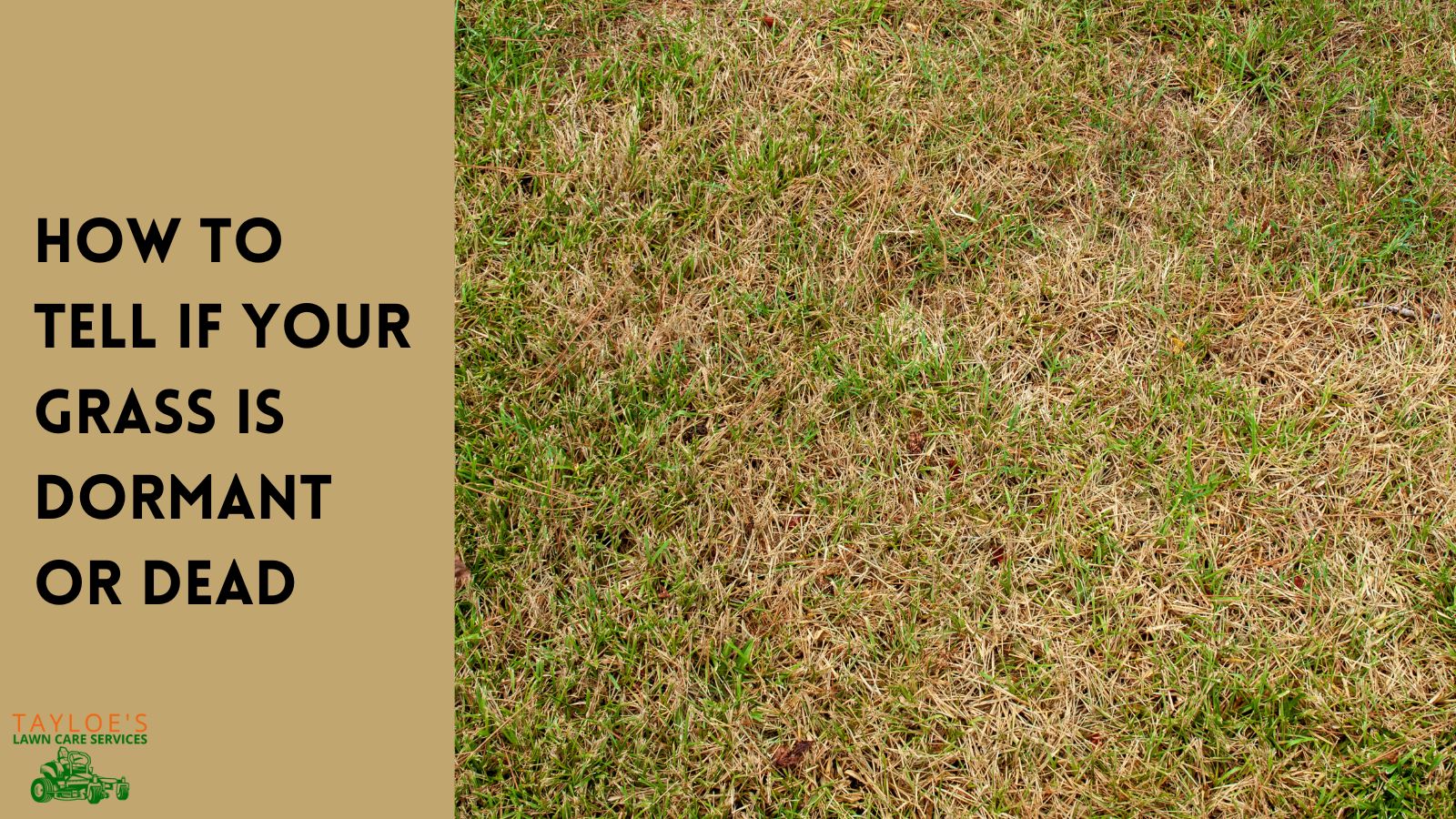 Dormant grass or dead grass? Here's how to tell Tayloe's Lawn Care Services, LLC