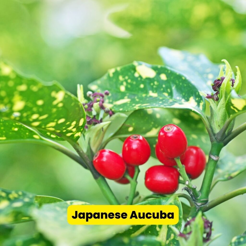 japanese aucuba