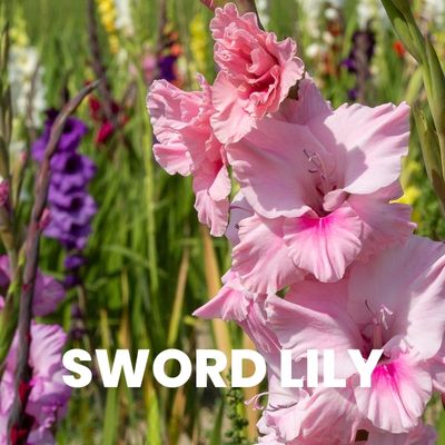 sword lily
