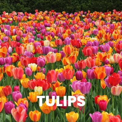 FLOWER BULBS TULIP