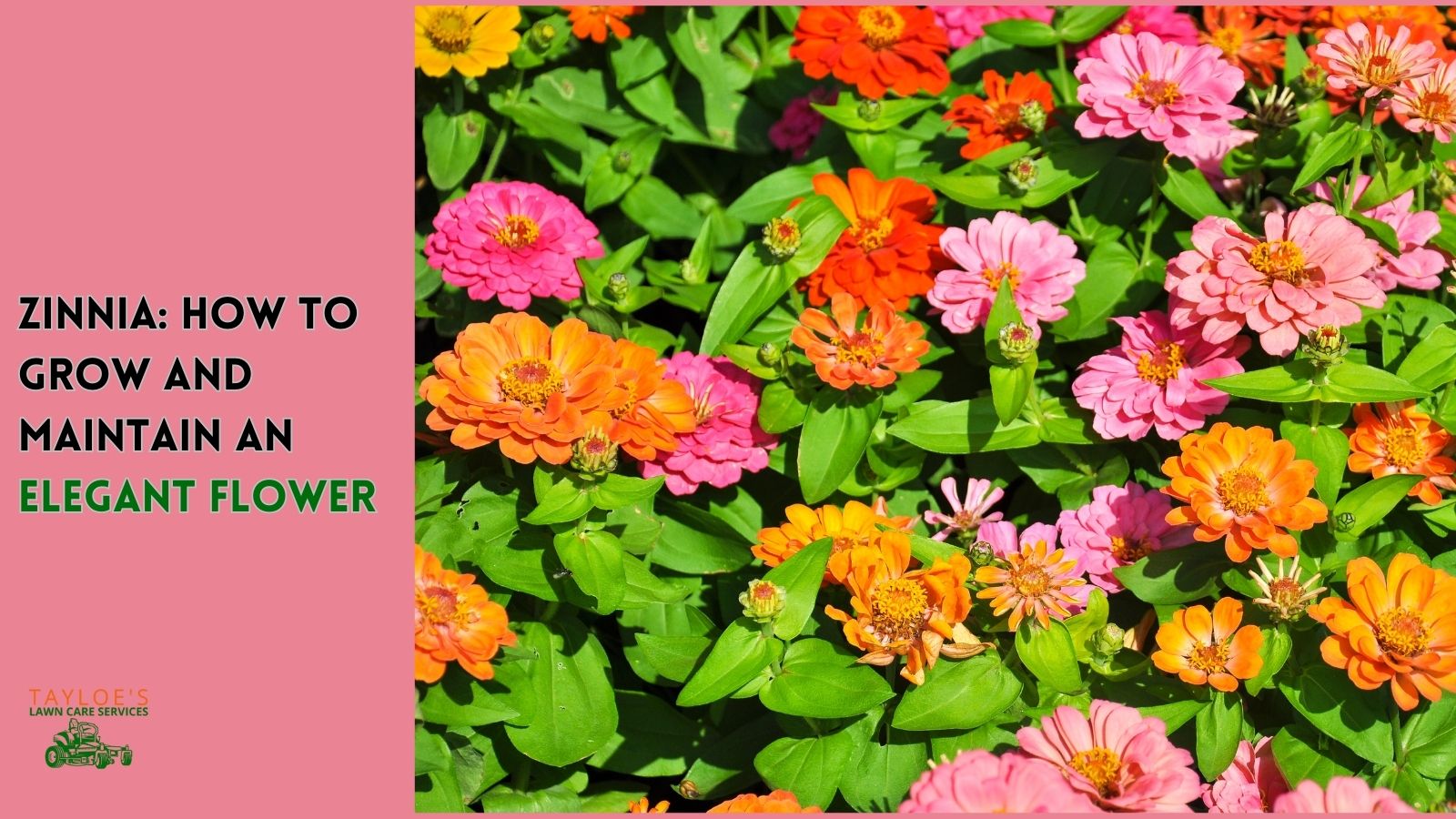 Zinnia growing and care guide Tayloe's Lawn Care Services