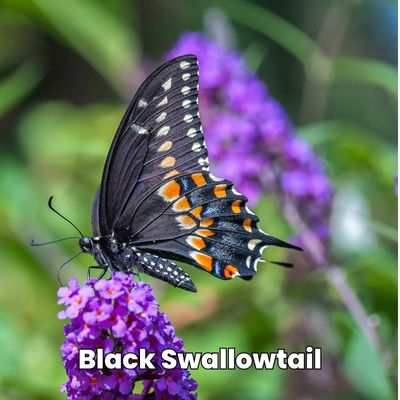 black swallowtail butterfly nc Papilio polyxenes