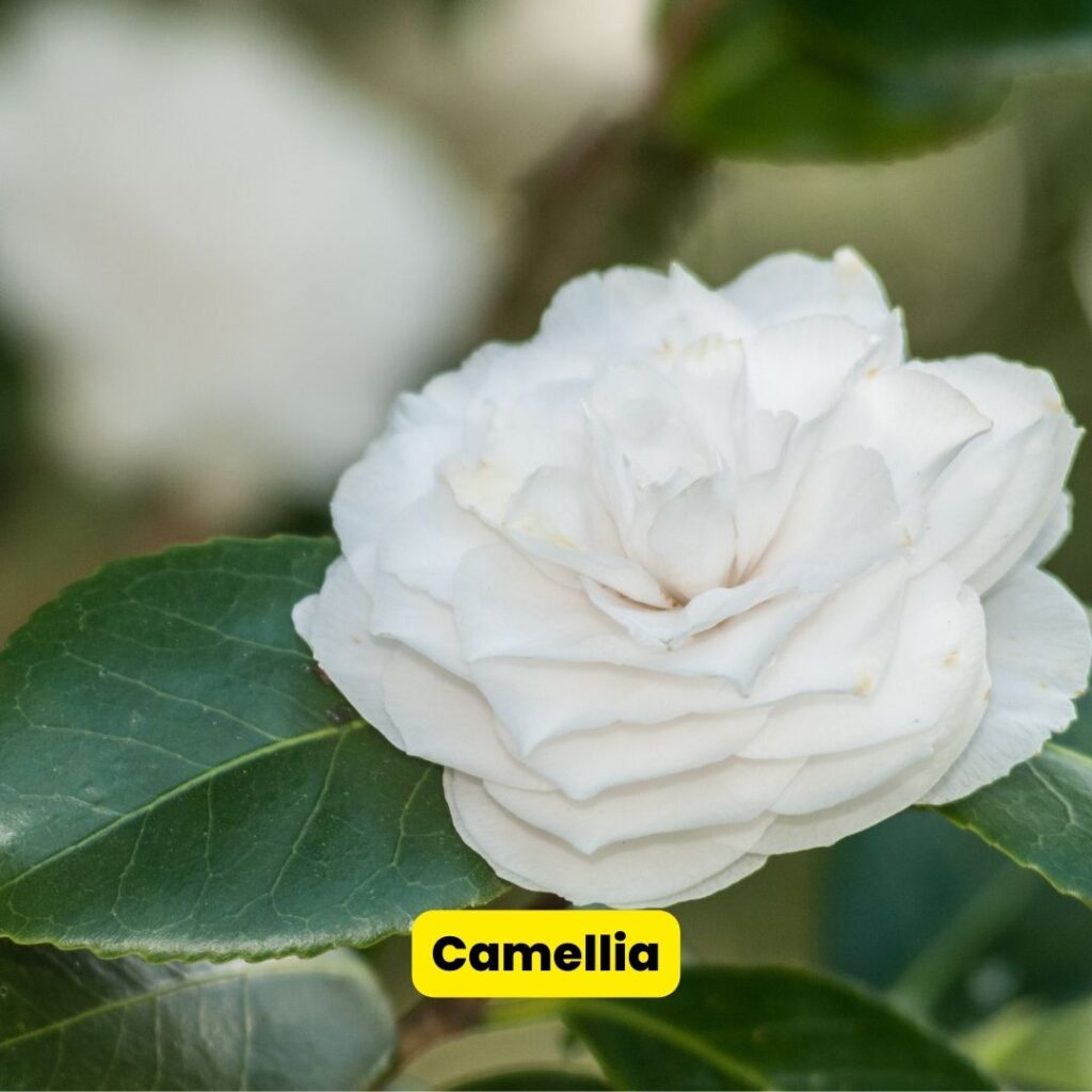 camellia evergreen shrub