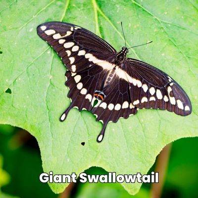 giant swallowtail butterfly papilio cresphontes