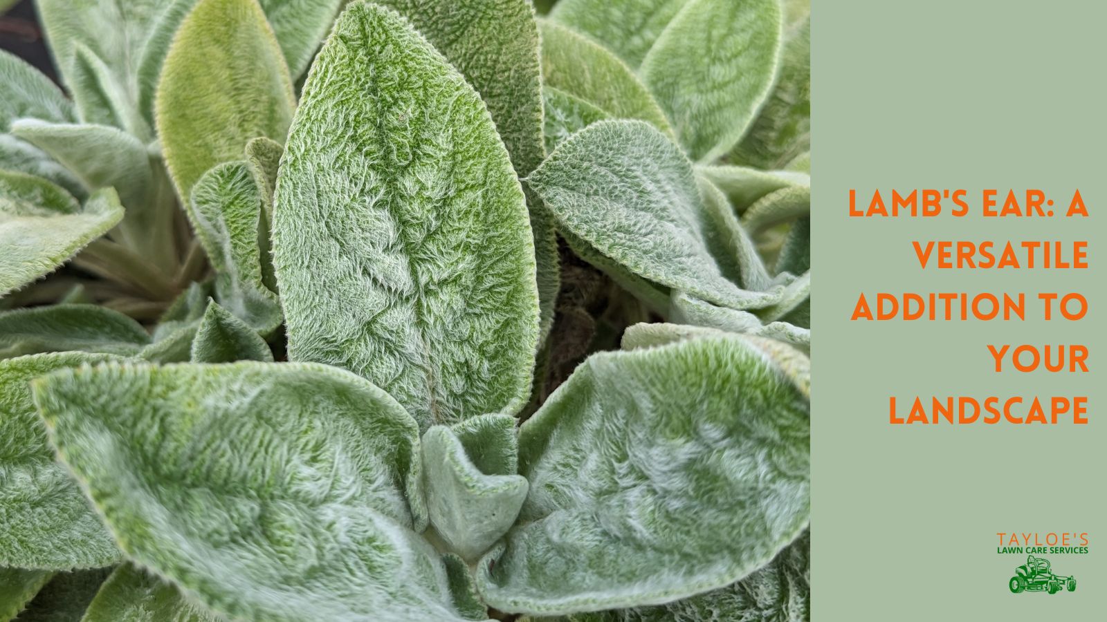 Lamb's Ear Growing and care guide Tayloe's Lawn Care Services