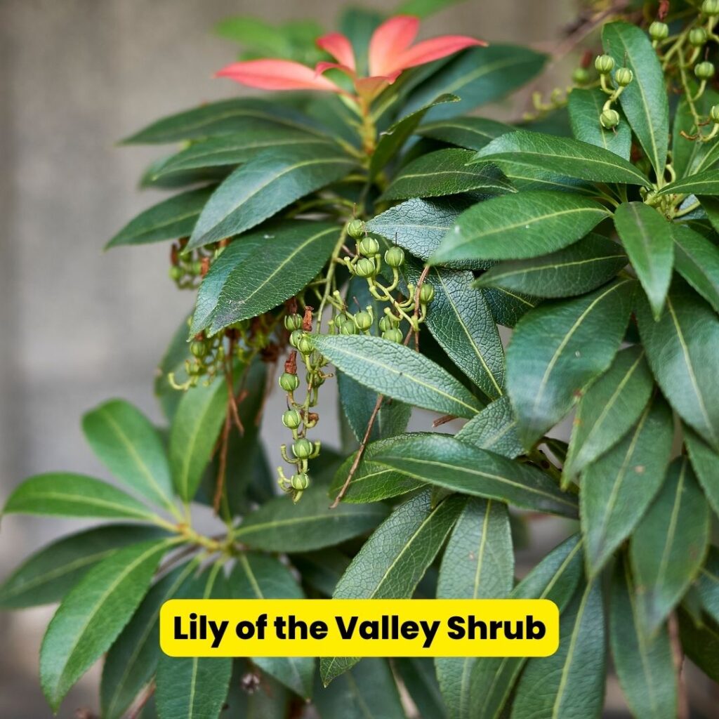 lily of the valley shrub