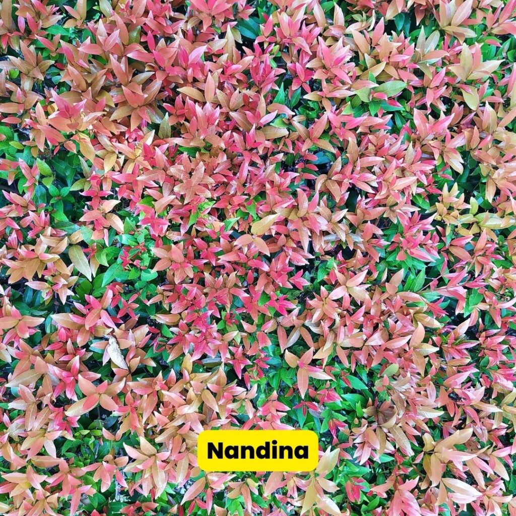 nandina