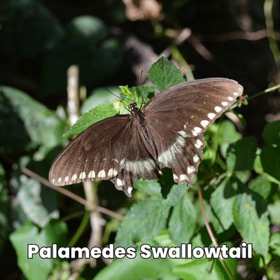 black swallowtails