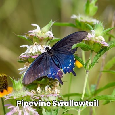 Battus philenor pipevine swallowtail