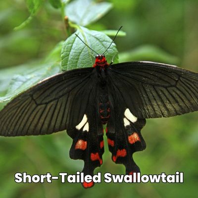 adult butterflies Papilio brevicauda