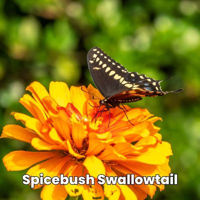 spicebush butterfly Papilio troilus