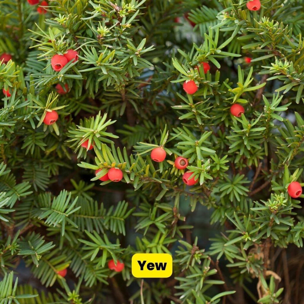 yew evergreen shrubs