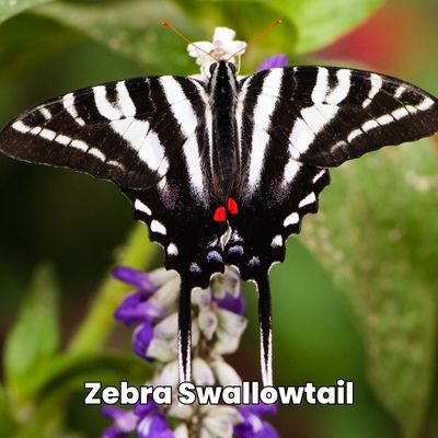 zebra swallowtails Protographium marcellus