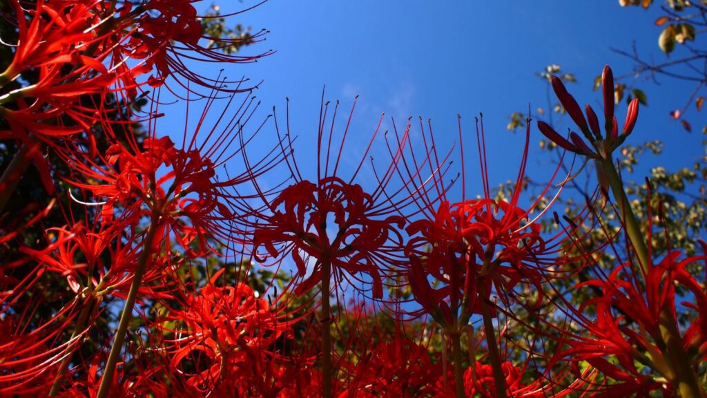 red spider lily (canva)