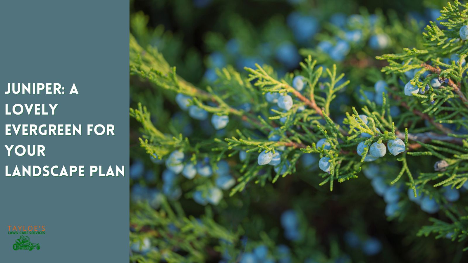 Juniper Shrubs Planting and care guide Tayloe's Lawn Care Services, LLC