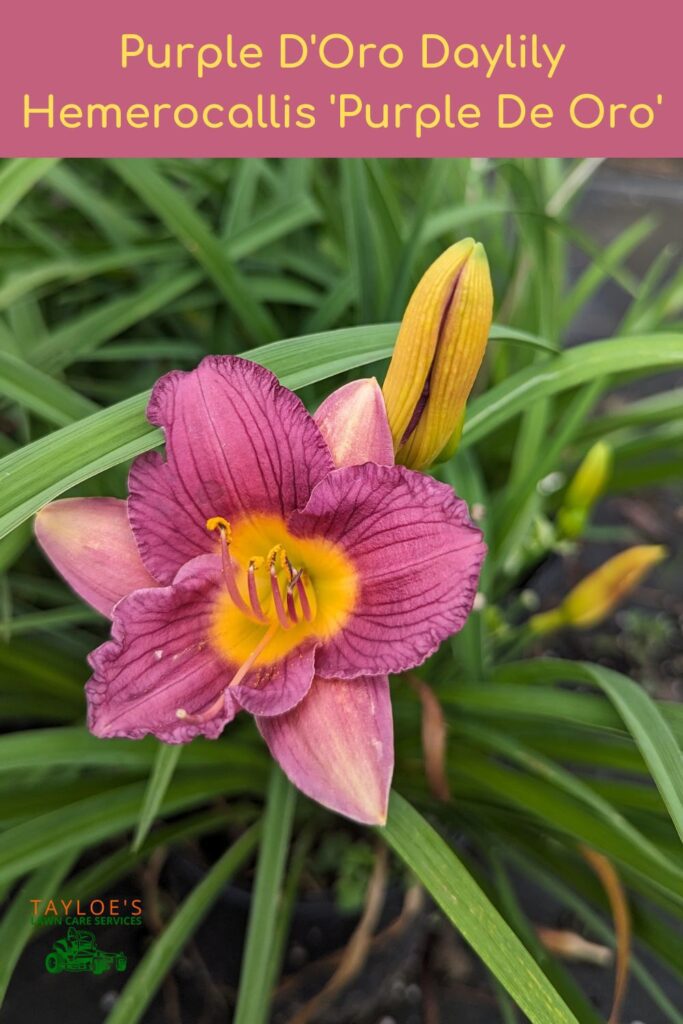 purple d'oro daylily