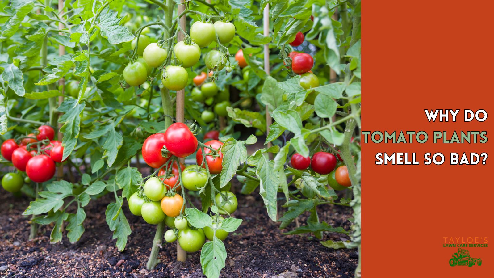 Smell of tomato plants