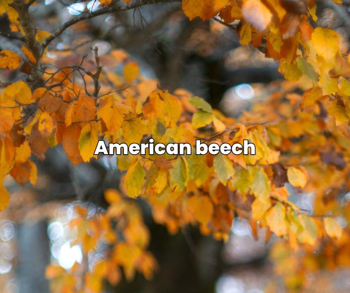 american beech