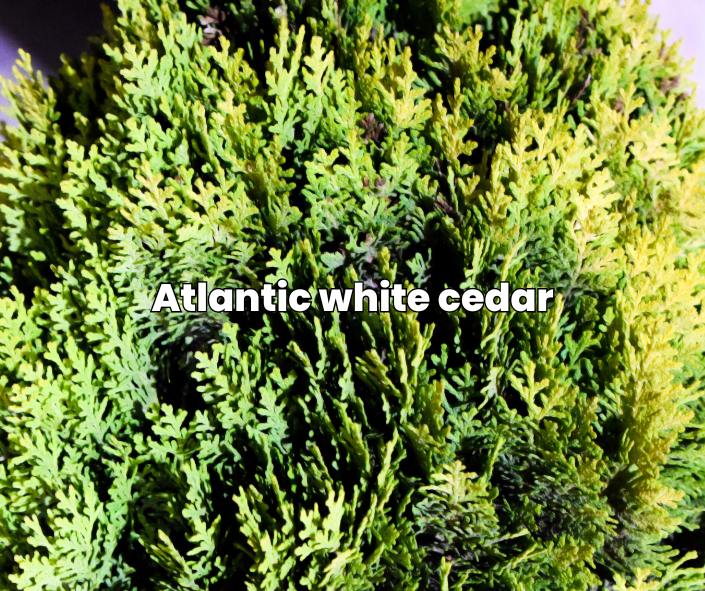 atlantic white cedar