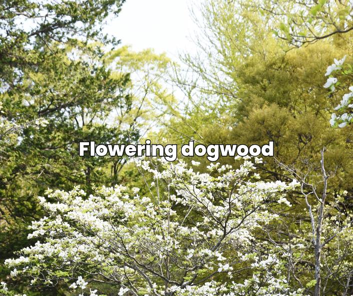 native trees dogwood