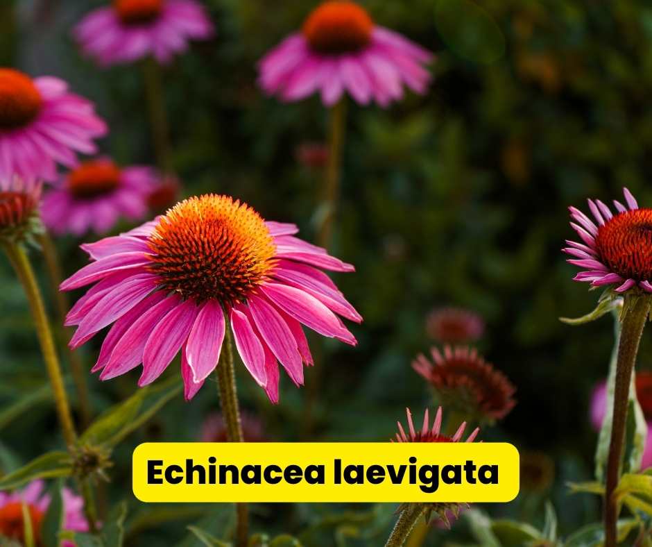 Echinacea laevigata  coneflowers
