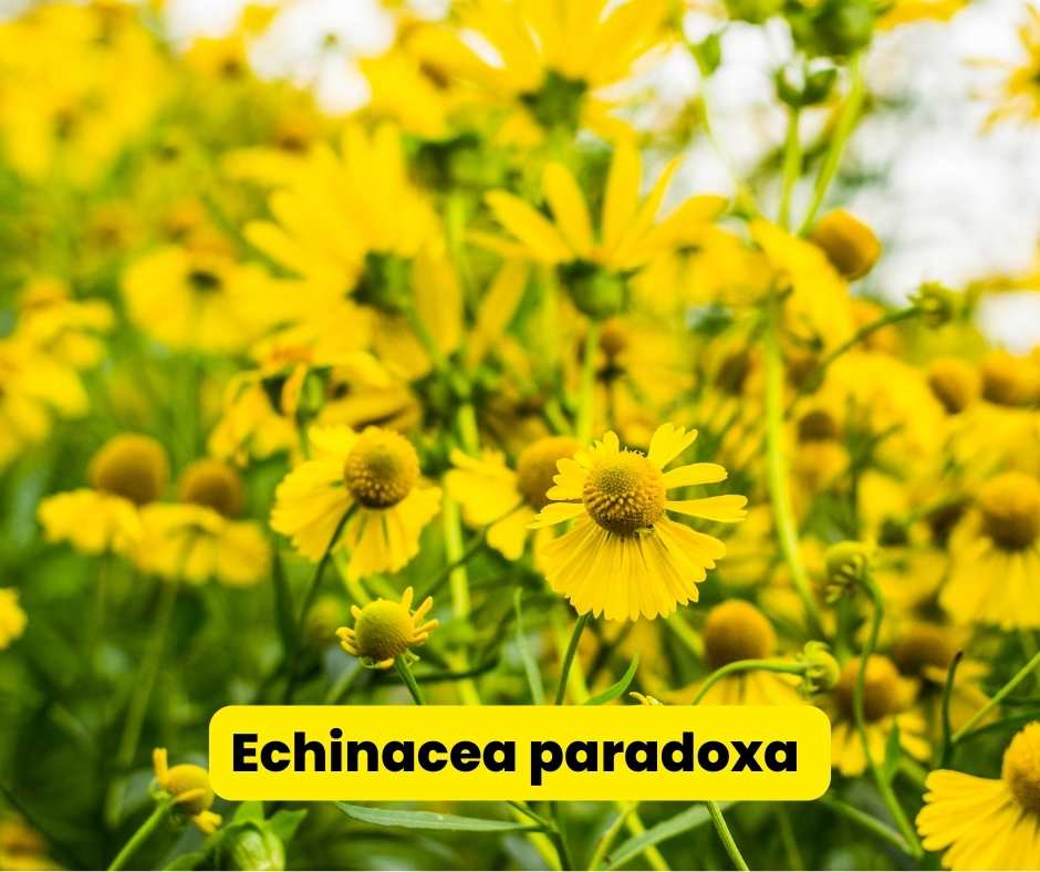 echinacea paradoxa coneflowers