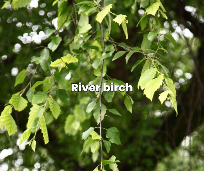 river birch shade trees