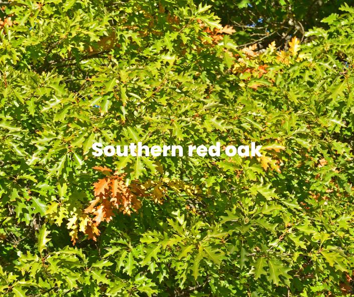 red oak 