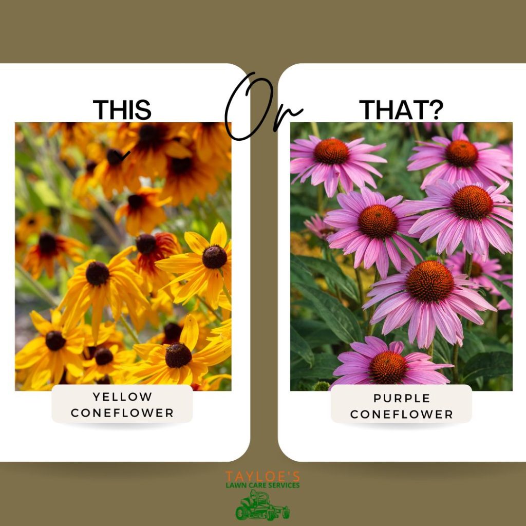 this or that coneflowers coneflowers