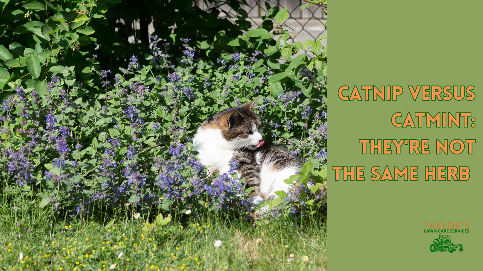 Catnip and catmint comparison and care guide - Tayloes Lawn Care