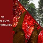 deciduous vs evergreen plants