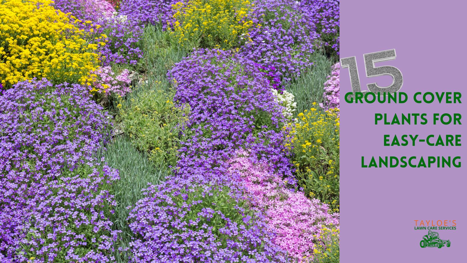 Ground Cover: 15 plants for low-care landscaping - Tayloe's Lawn Care ...