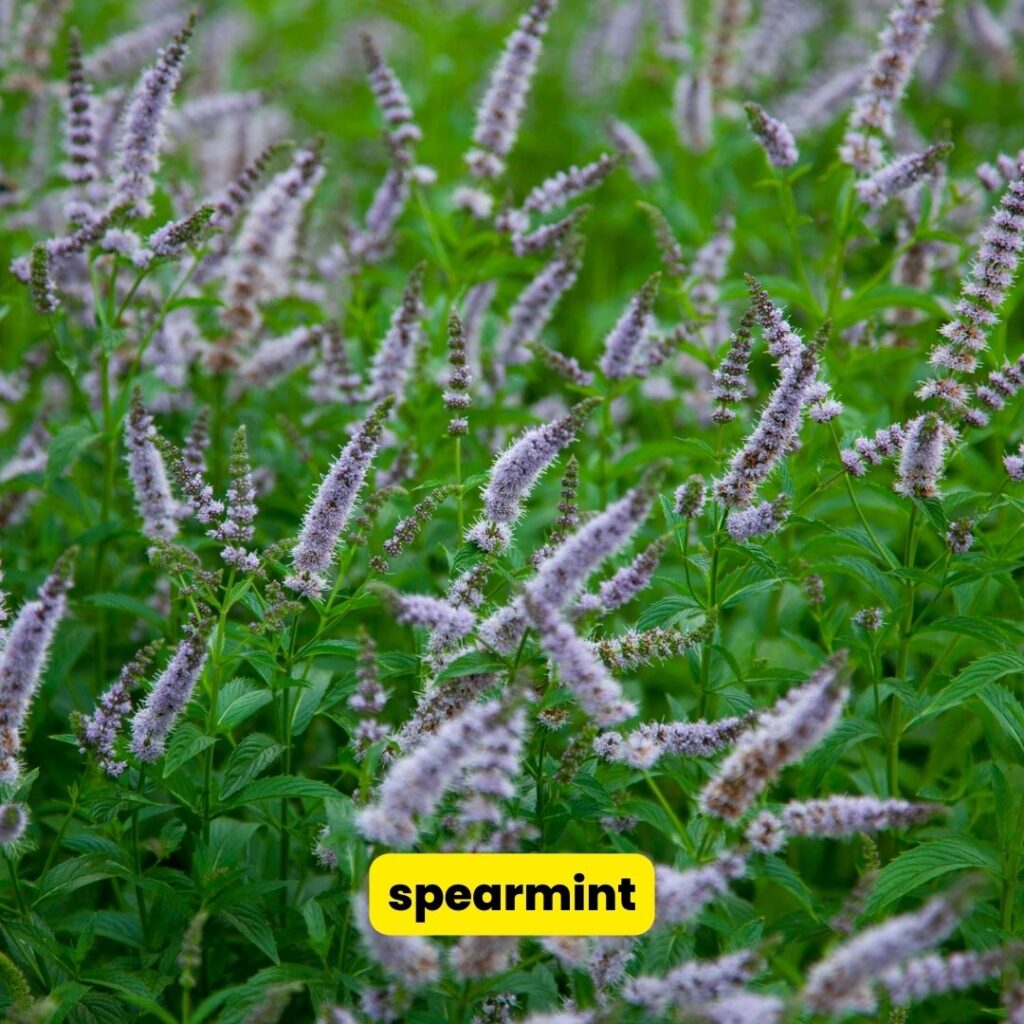 spearmint perennial herbs