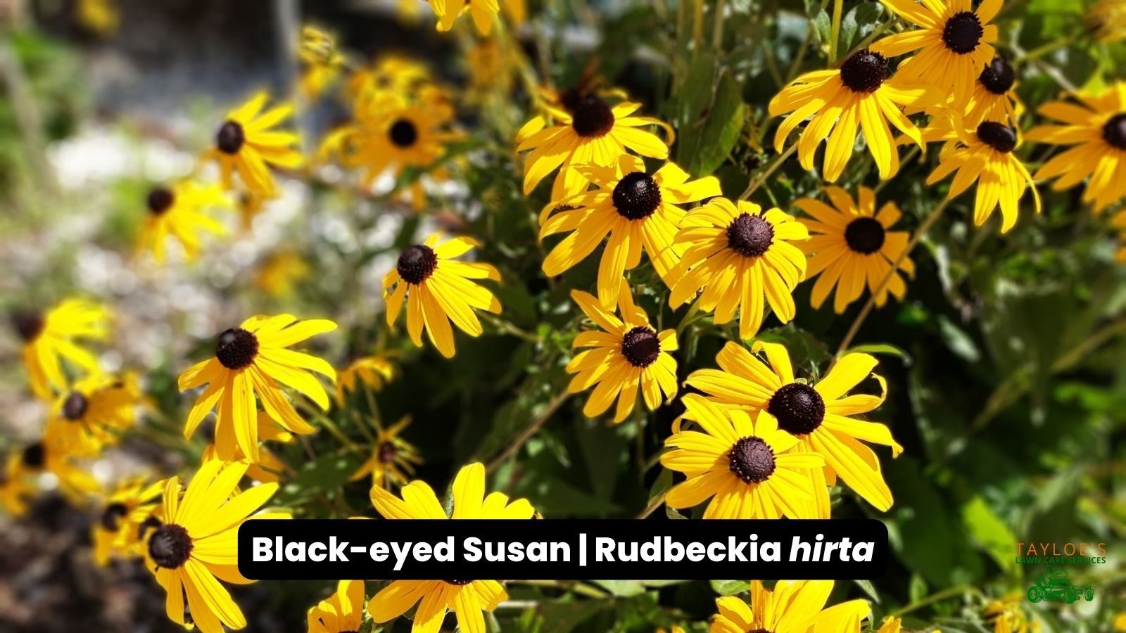 Overwintering blackeyed Susan and browneyed Susan Tayloe's Lawn Care Services, LLC