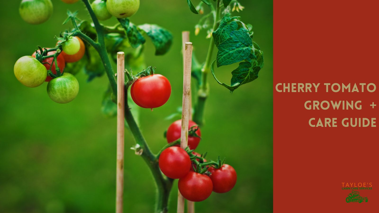Why do tomato plants stink so much? Tayloe's Lawn Care Services, LLC