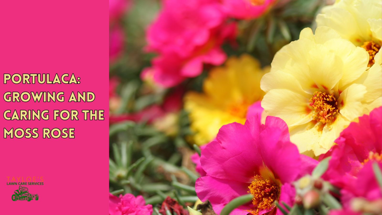 Portulaca: Growing and caring for the moss rose - Tayloes Lawn Care