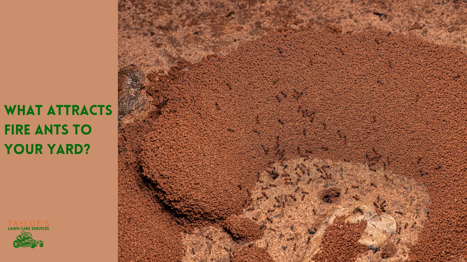 What attracts fire ants to your yard and how can you fix it? Tayloe's