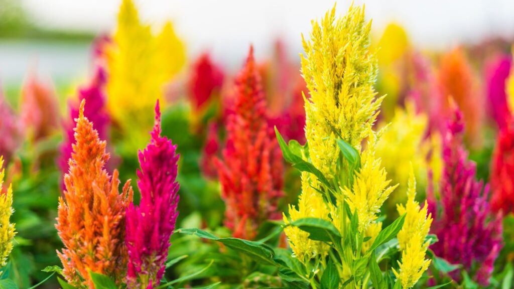 celosia 