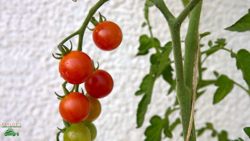 cherry tomato