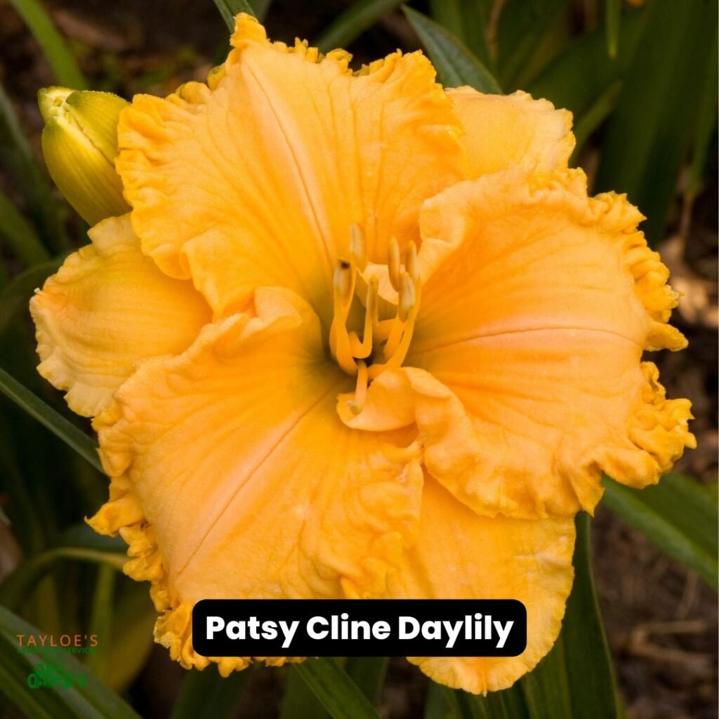 hemerocallis Patsy Cline daylily